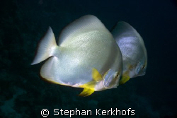 Spadefish (Platax orbicularis) taken at Temple, Sharm el ... by Stephan Kerkhofs 